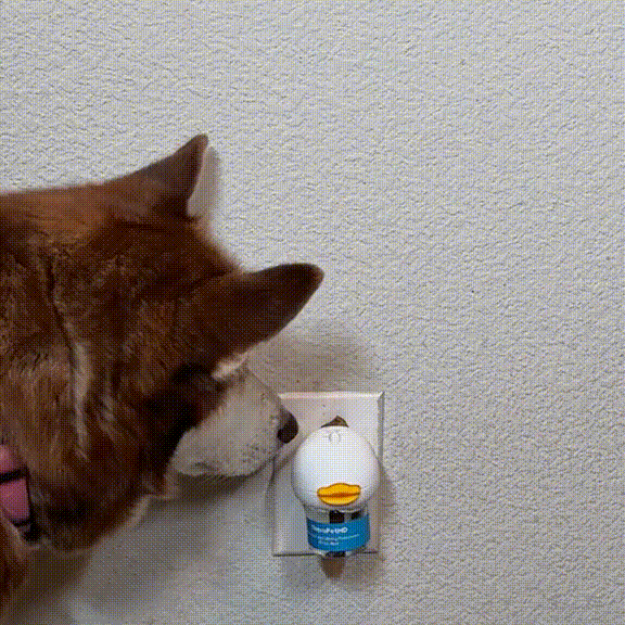 Pawz boutique - Stop The Pee Calming Formula (50% OFF Limited Time)